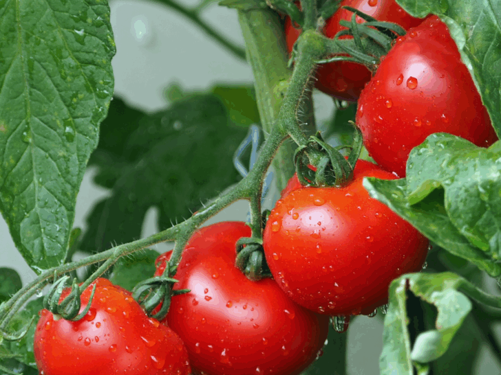 tomatoes on the vine