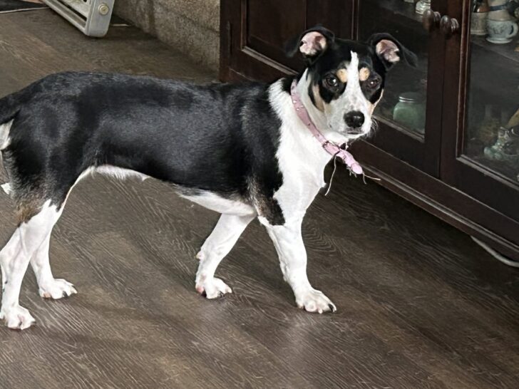 tri-colored dog in living room