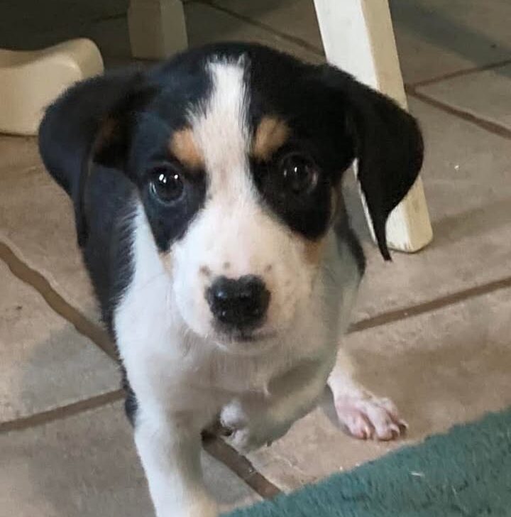 tri-colored puppy in kitchen