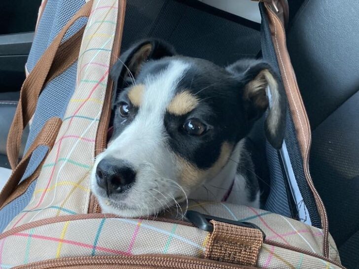 tri-colored puppy in carrying case/bag