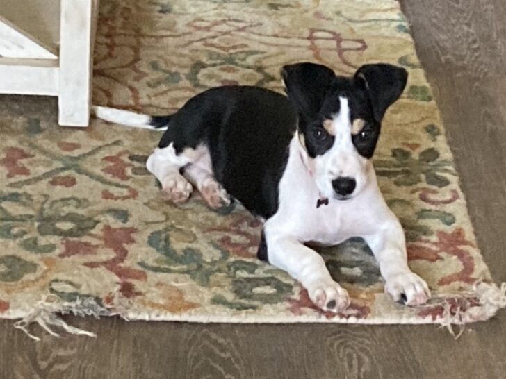 tri-colored puppy on torn run